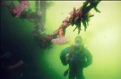 ANEMONES AND PLUME WORMS ON MAST