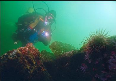 URCHINS IN SHALLOWS