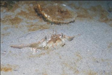 CRAB BURIED IN SAND