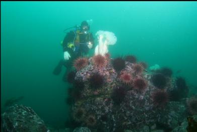 urchins and plumose anemones 55 feet deep