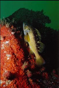 YELLOWTAIL ROCKFISH AND ORANGE COLONIAL TUNICATES