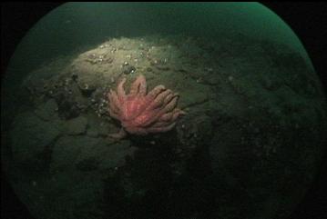 SUNFLOWER STAR ON REEF