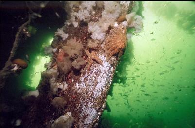 SEASTARS, ANEMONES AND SCHOOL OF PERCH BY WHEELHOUSE