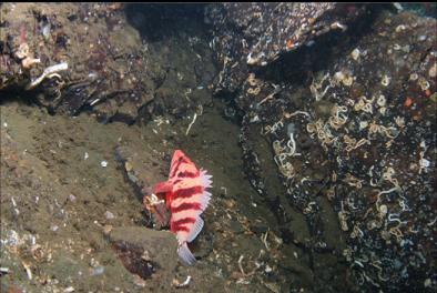 TIGER ROCKFISH