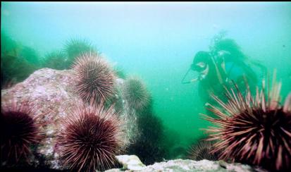 URCHINS