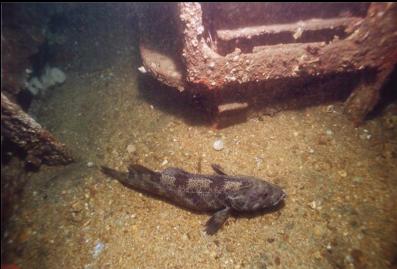 LINGCOD ON DECK