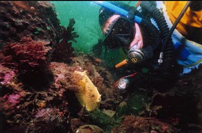 DIVER AND NUDIBRANCH
