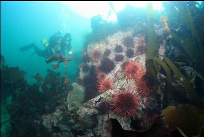 urchins