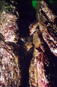 COPPER ROCKFISH IN CRACK