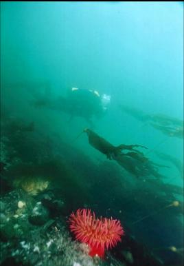 FISH-EATING ANEMONE IN SHALLOWS