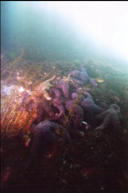 SEASTARS IN SHALLOWS