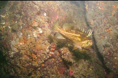 copper rockfish and painted greenling