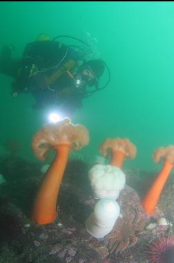 plumose anemones