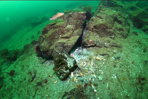 kelp greenling and an octopus den