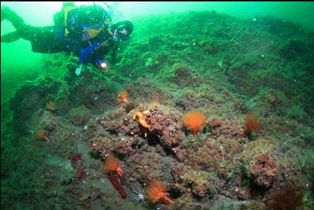 burrowing cucumbers and cup corals on the wall