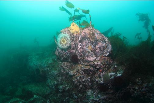 fish-eating anemone