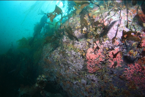 side of the rock under the kelp forest