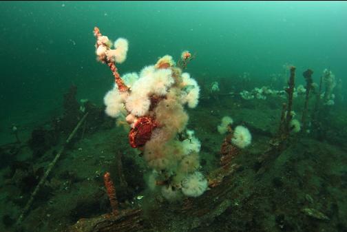 red rock crab