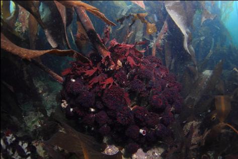 feather duster worms