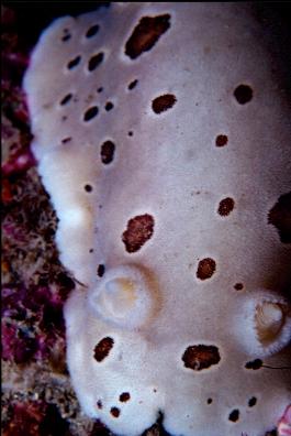 NUDIBRANCH