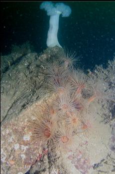 TUBE-DWELLING AND PLUMOSE ANEMONE