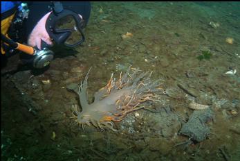 GIANT NUDIBRANCH