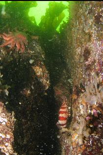 PAINTED GREENLING