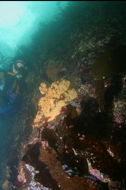 PATCH OF TUNICATES