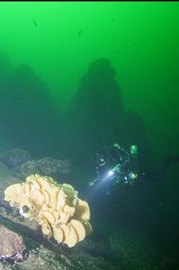 APPROACHING SPONGE