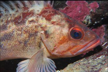 BROWN ROCKFISH