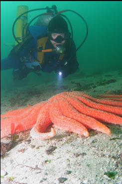 SUNFLOWER STAR ON SANDY BOTTOM