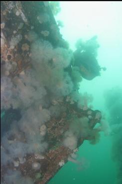 ANEMONES ON WHEELHOUSE