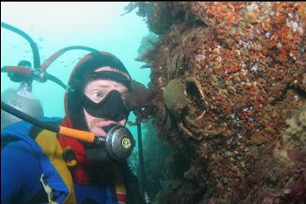 KELP CRAB