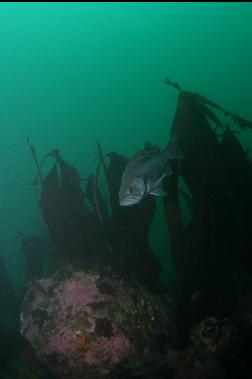 black rockfish at top of reef