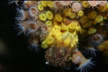 zoanthids and boring sponge