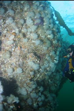 anemones on wall