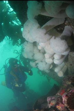 plumose anemones