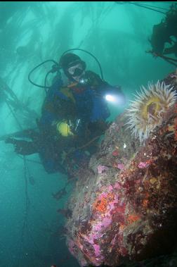 fish-eating anemone