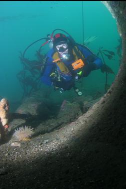 anemone in pipe