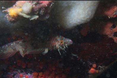 upside-down sculpin