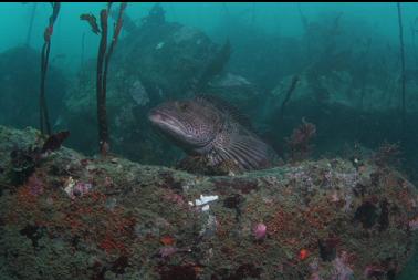 lingcod