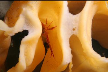 squat lobster in cloud sponge