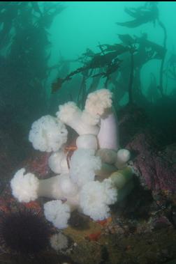 plumose anemones