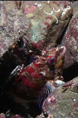painted greenling