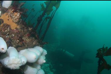 diver at top of wall