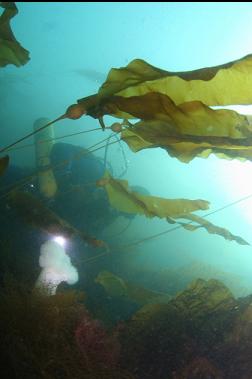 plumose anemone and kelp