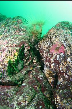 tube-dwelling anemones and copper rockfish