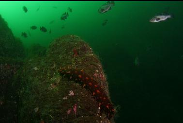 cucumber and black rockfish