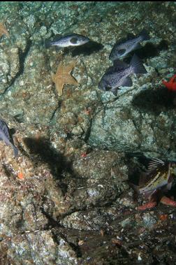 rockfish by wall