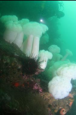 above anemones